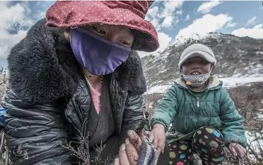 “明眸格桑花”藏地笔记丨天价虫草背后的心酸